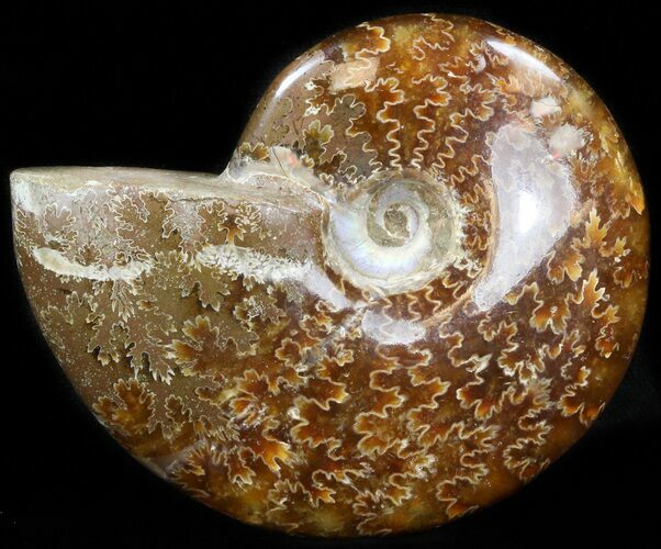 Cleoniceras Ammonite Fossil - Madagascar #41655